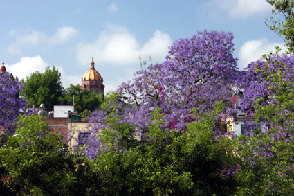 Purple Jacaranda Trees